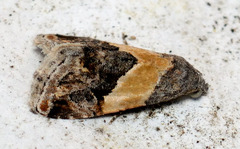 Tripudia balteata