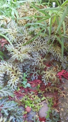 Selaginella erythropus
