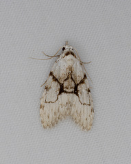 Nola delograpta