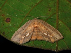 Drepaninae