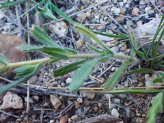 Deinandra pallida
