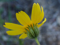Deinandra pallida