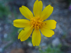 Deinandra pallida