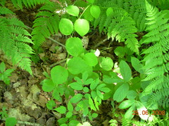 Lonicera hirsuta