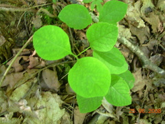 Lonicera hirsuta