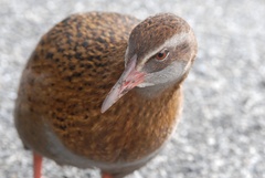Gallirallus australis