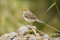 Ammodramus aurifrons