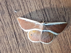 Opisthoxia eustyocharia