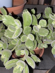 Cotyledon tomentosa