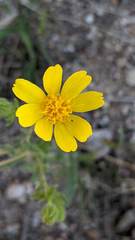 Deinandra pallida