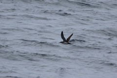 Puffinus yelkouan