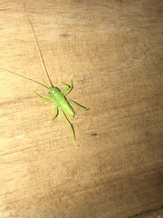 Acantheremus