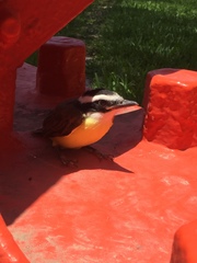 Pitangus sulphuratus