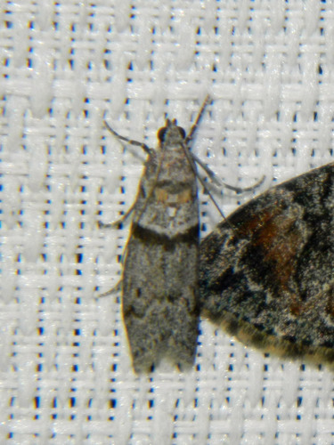 Myelopsis minutularia