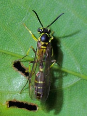 Polybioides raphigastra
