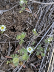 Polemonium micranthum