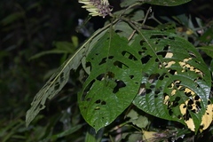 Phlogacanthus curviflorus