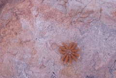 Stichaster australis