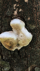 Agaricomycetes