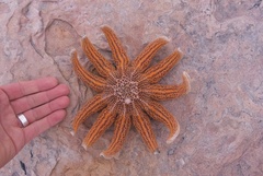 Stichaster australis