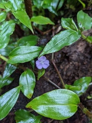 Tradescantia poelliae image