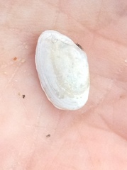 Ameritella agilis