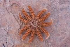 Stichaster australis