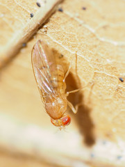 Drosophila tripunctata