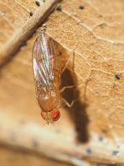 Drosophila tripunctata