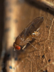 Drosophila tripunctata