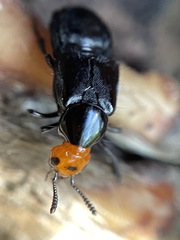 Creophilus lanio
