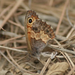 Paramacera xicaque xicaque