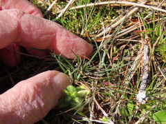 Festuca ammobia