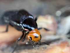 Creophilus lanio