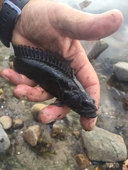 Acanthoclinus marilynae