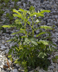 Senna multiglandulosa