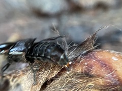Creophilus lanio