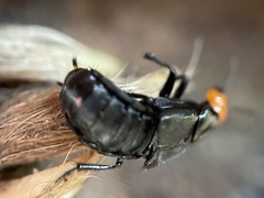 Creophilus lanio