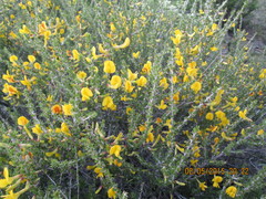 Caragana spinosa