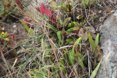 Gaultheria rigida