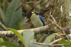 Iridophanes pulcherrimus