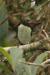 Iridophanes pulcherrimus