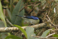 Iridophanes pulcherrimus