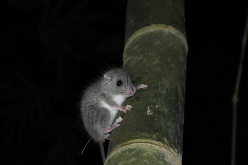 Hapalomys