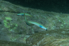 Ptereleotris monoptera