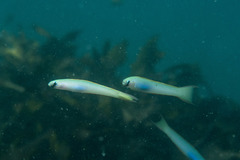 Ptereleotris monoptera