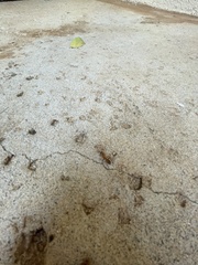 Camponotus variegatus