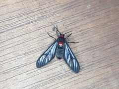 Chrostosoma destricta