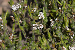 Leucopogon concurvus
