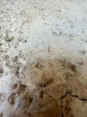 Camponotus variegatus